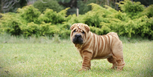 Loose skin after weight loss