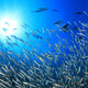 The Sardine Fast: Should You Try It Or Is It Just a Fad?