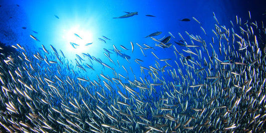 The Sardine Fast: Should You Try It Or Is It Just a Fad?